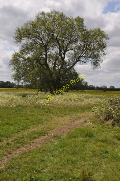 Photo 6"x4" Tree beside the Thames Path Buckland Marsh c2011