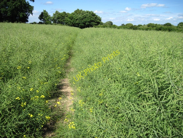 Photo 6"x4" Footpath towards Dunbridge Mottisfont c2011