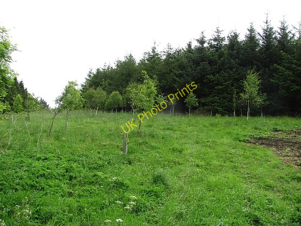Photo 6"x4" Woodland, Falfield Backmuir of New Gilston c2011