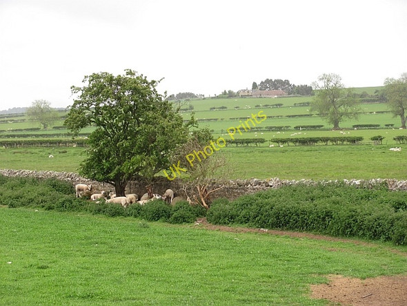 Photo 6"x4" Sheltering lambs South Charlton c2011