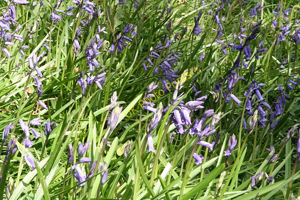 Photo 6"x4" Stoodleigh: Bluebells, High Wood Cove\/SS9519 c2008