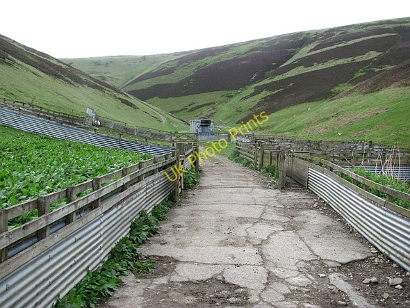 Photo 6"x4" Gathering pens, Seathope Walkerburn c2011