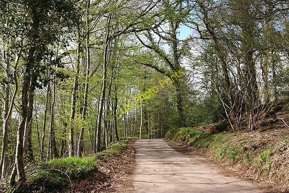 Photo 6"x4" Stoodleigh: lane from Cove Bridge Cove\/SS9519 c2008
