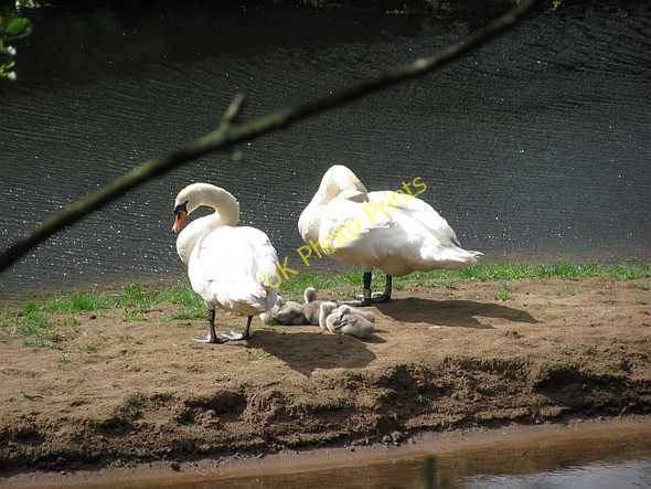 Photo 6"x4" Swans, Haddington Haddington\/NT5173 c2011