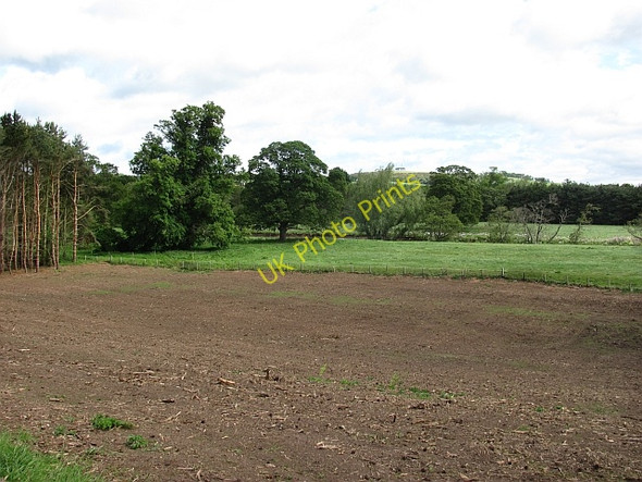 Photo 6"x4" Cleared woodland Haddington\/NT5173 c2011