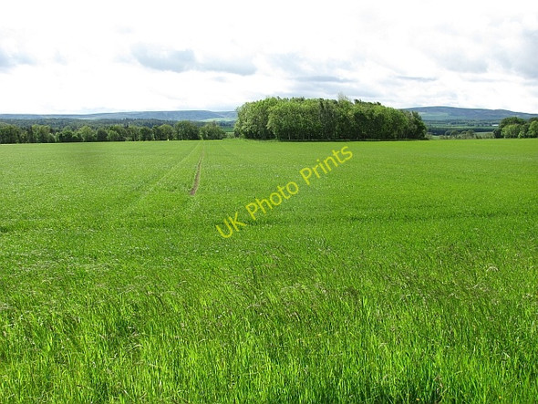 Photo 6"x4" Cereals, Clerkington Haddington\/NT5173 c2011