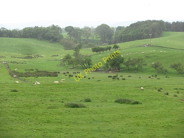 Photo 6"x4" Grassland, Shipley South Charlton c2011
