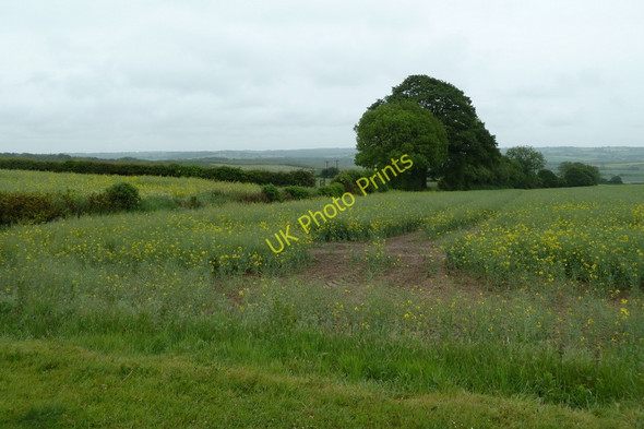 Photo 6"x4" Field corner on path to White Lodge Middle Handley c2011
