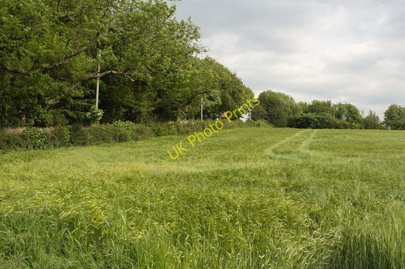 Photo 6"x4" Field of Barley Upper Tankersley c2011