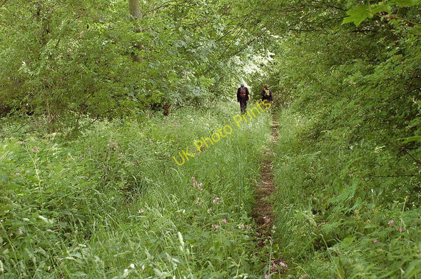 Photo 6"x4" Overgrown track near Preston Hall Pathhead\/NT3964 c2011