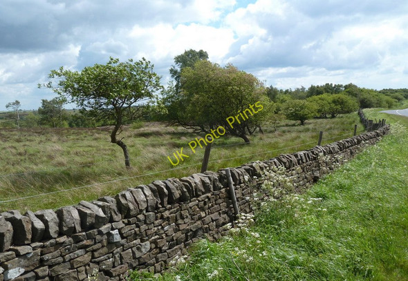 Photo 6"x4" Wall, moorland and upland trees by the A621 Unthank\/SK3076 c2011