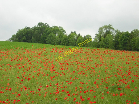 Photo 6"x4" Poppies near Duntisbourne Abbots Duntisbourne Abbots c2011