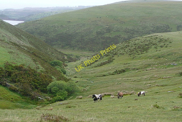 Photo 6"x4" Down towards the West Okement River Forda\/SX5390 c2011