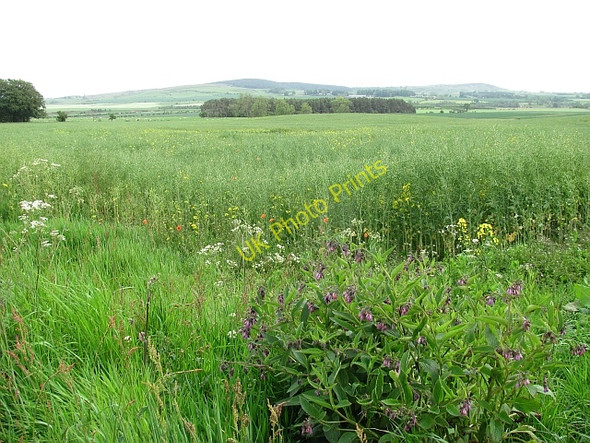 Photo 6"x4" Oilseed rape, New Bewick New Bewick c2011