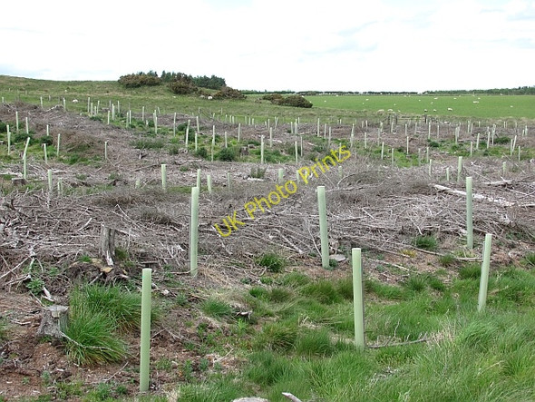 Photo 6"x4" Replanted woodland, Doddington North Moor Lowick\/NU0139 c2011