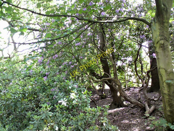 Photo 6"x4" Bluebell Centre Hyde\/SJ9494 c2011