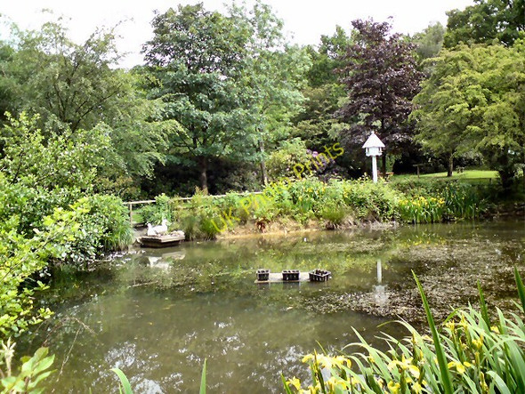 Photo 6"x4" Bluebell Centre Pond Hyde\/SJ9494 c2011