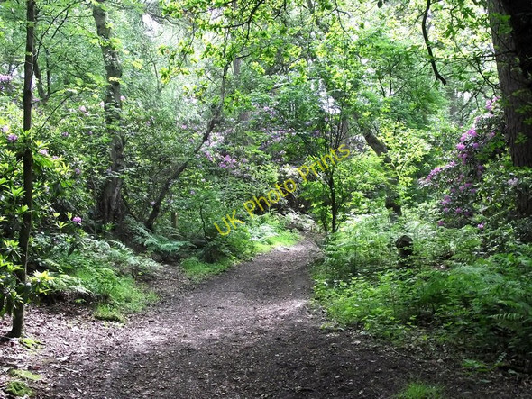 Photo 6"x4" Through the Rhododendrons Biddulph c2011