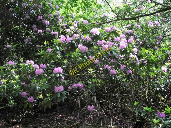 Photo 6"x4" Rhododendron bush Biddulph c2011