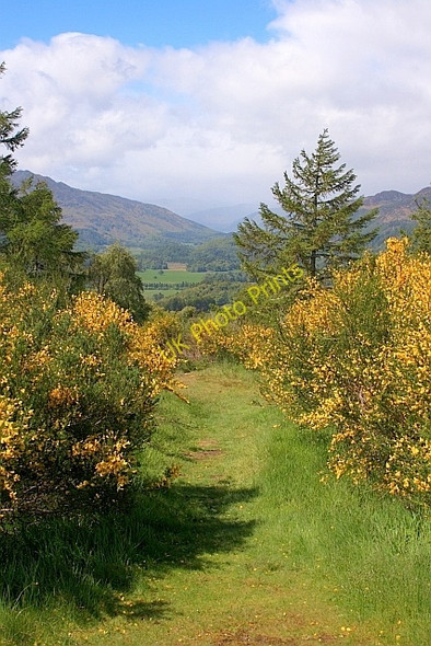 Photo 6"x4" Path Through the Gorse Comrie\/NN7722 c2011