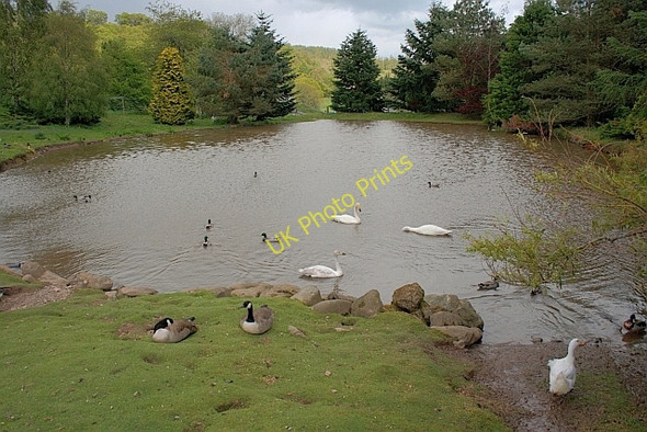 Photo 6"x4" Auchingarrich Wildlife Centre Cowden\/NN7720 c2011 P1