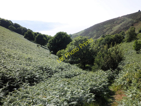 Photo 6"x4" Lynch Combe Allerford\/SS9047 c2011