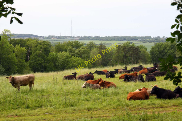 Photo 6"x4" Cattle in the field Blenheim\/SP5705 c2011