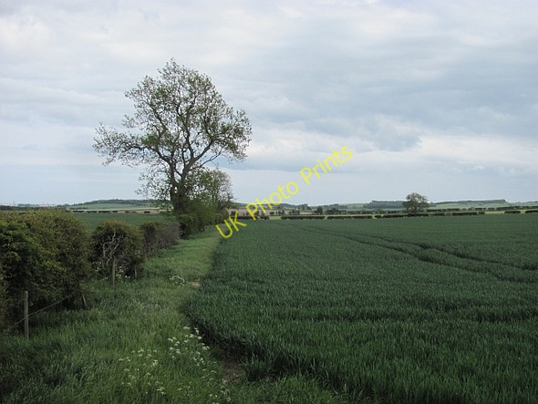 Photo 6"x4" Wheat field, Bowsden Bowsden c2011