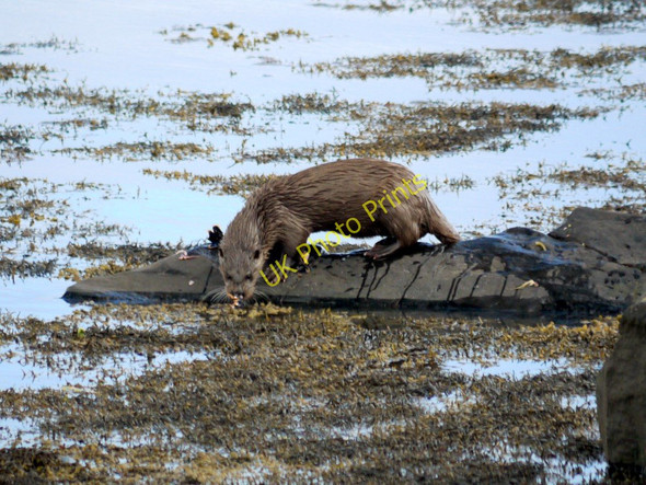 Photo 6"x4" Otter in bay near Jura Manse Keils c2011