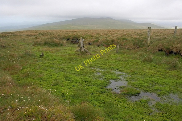 Photo 6"x4" Fence Post in a Bog Great Grassoms c2011