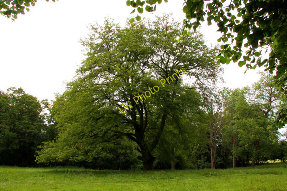 Photo 6"x4" A tree in The Spinney on Shotover Blenheim\/SP5705 c2011