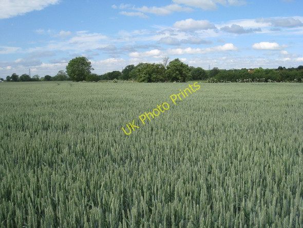 Photo 6"x4" Ah ! Where's the path ? Barnby in the Willows c2011