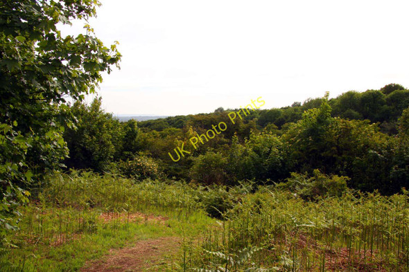 Photo 6"x4" Trail through the ferns New Headington c2011