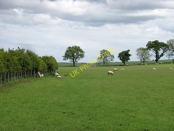 Photo 6"x4" Grazing sheep, Woodside Bowsden c2011