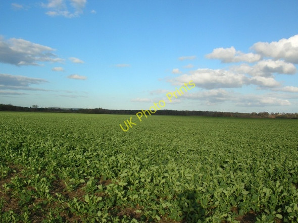 Photo 6"x4" Sand Hutton Common Moor End\/SE6656 c2008