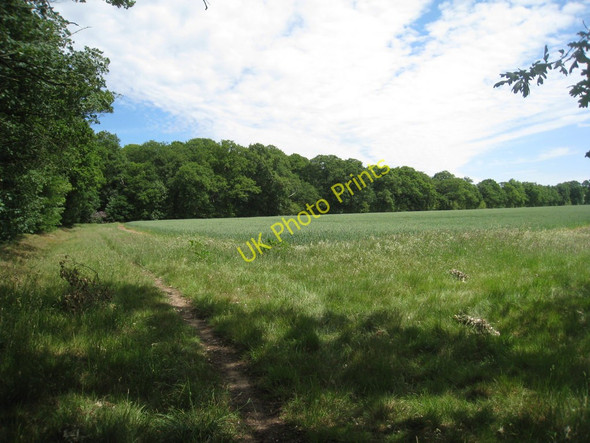 Photo 6"x4" Corporation Plantation Barnby in the Willows c2011