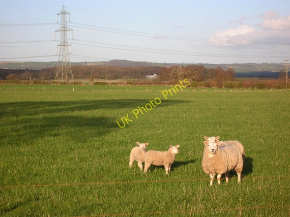 Photo 6"x4" New born Bossall c2008