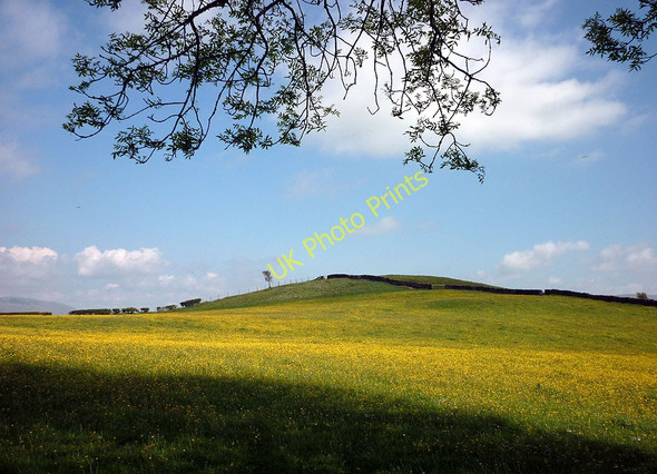 Photo 6"x4" Buttercup meadow, Waller Heights High Oaks\/SD6291 c2011