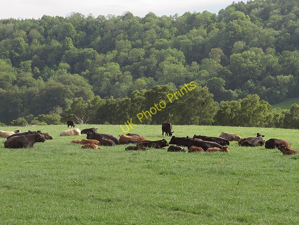 Photo 6"x4" Contented cows Fadmoor c2011