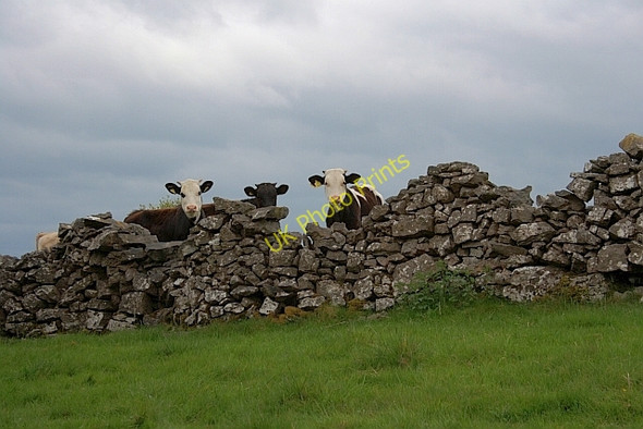 Photo 6"x4" Calves Looking Over a Dry Stone Wall Brushfield c2011