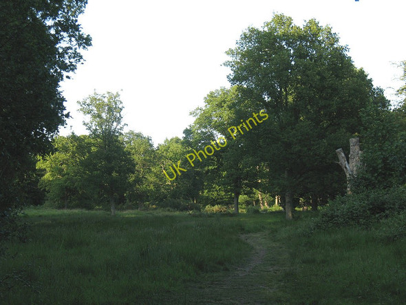 Photo 6"x4" Clearing on Hertford Heath Hertford c2011