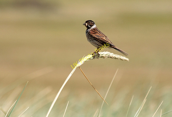 Photo 6"x4" A reed bunting at Kilspindie Golf Course Craigielaw c2011