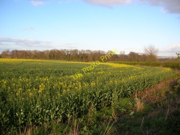 Photo 6"x4" Rape coming into flower Bossall c2008