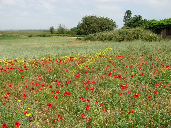 Photo 6"x4" Cultivated fields east of Burgh Castle Bradwell\/TG5004 c2011