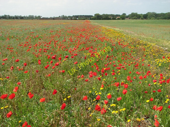 Photo 6"x4" Poppies beside the path to Crow's Farm, Burgh Castle Bradwell\/TG5004 c2011