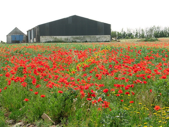 Photo 6"x4" A sea of poppies by Eastles Farm, Burgh Castle Great Yarmouth c2011