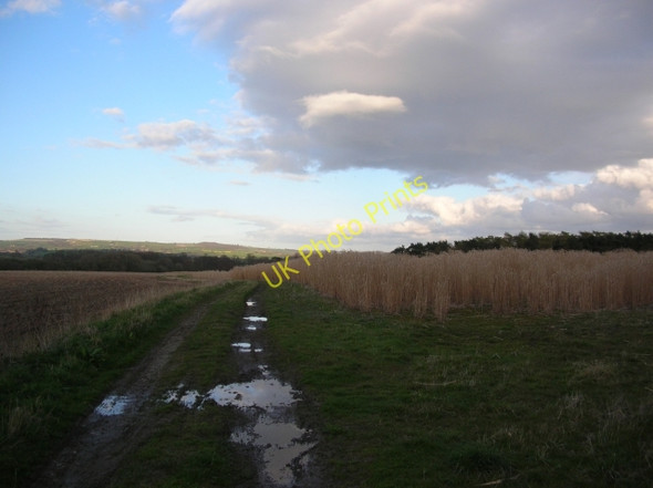 Photo 6"x4" Track towards the Derwent Bossall c2008