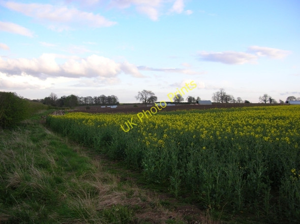 Photo 6"x4" Pig farm and rape Bossall c2008