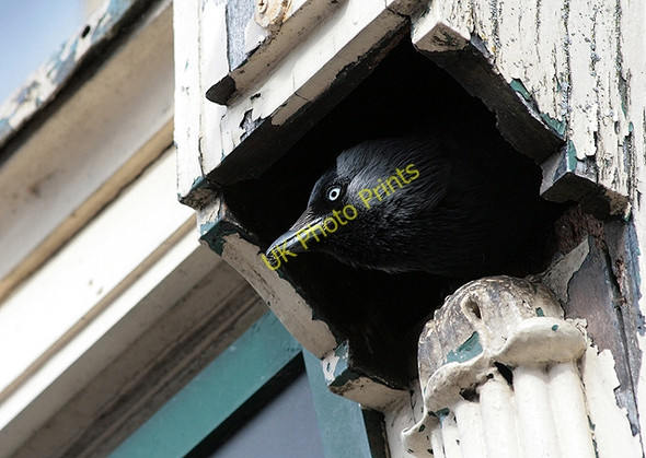 Photo 6"x4" A jackdaw's nest site at Books Plus, Galashiels Galashiels c2011
