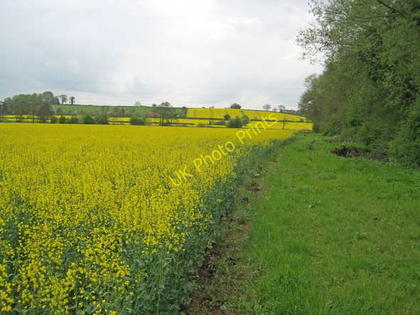 Photo 6"x4" Oilseed rape fields near Maythorne Farm Maythorne c2010